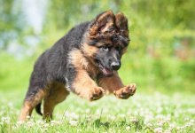 В Актюбинской области на ребенка напала немецкая овчарка