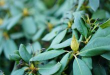 Средство для терапии раковых заболеваний создали из тропических растений