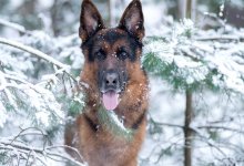 Служебная собака Нацгвардии обнаружила тайник с оружием в Жанаозене