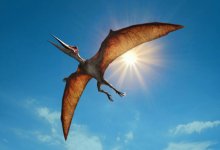 В Шотландии обнаружен новый вид крупного птерозавра