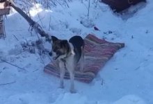 В ВКО хозяин выбросил вместе с мусором собственную собаку