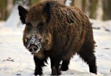 "Очуметь!": дикие кабаны разгуливали по улице в Акмолинской области