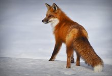 Лиса укусила двух женщин в центре столицы