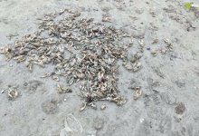 Полный пляж мертвых раков в Актау – фейк