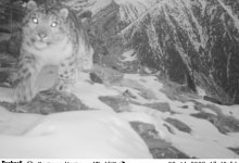 Снежный барс попал в фотоловушку в горах ВКО