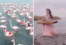 Фламинго и девушка с жетыгеном. Известный блогер снял красивый клип в Актау
