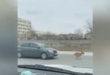 Гонялся на авто за собакой, чтобы задавить: актауский водитель избежал наказания
