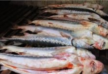 110 килограммов рыбы осетровых пород изъяли у жителя Мангистау