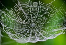 С помощью паучьей паутины можно лечить рак