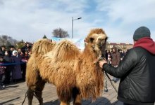 280-килограммового верблюда пронес на себе талдыкорганский палуан (ВИДЕО)