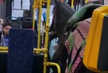 Лошадь в автобусе Алматы возмутила пользователей Сети (ВИДЕО)