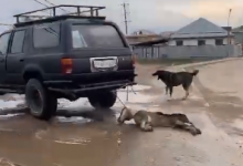 Житель Алматинской области привязал собаку к автомобилю и волок ее по дороге (ВИДЕО)