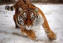 Тигр Путин внезапно умер в зоопарке США