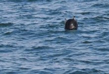 Из-за дрейфующей мины в Босфоре останавливали судоходство