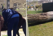 12-летнего мальчика насмерть придавило деревом в Таразе