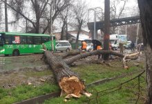 Шквальный ветер в Алматы валит деревья и срывает кровли зданий
