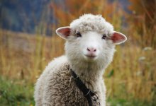 Самую красивую овцу выберут в Алматинской области