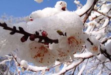 Потепление до 20 градусов обещают синоптики в апреле