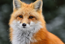 Трое астанчан пожаловались на укусы лисы