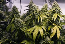 В Семее у учителя английского нашли в кабинете 11 килограммов марихуаны