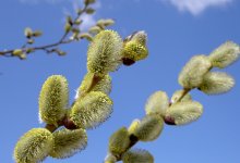 Какая погода ждет Казахстан в апреле?