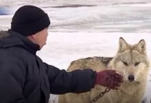 Волков держал дома житель Нур-Султана