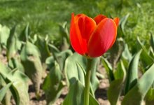 Первые тюльпаны зацвели в Шымкенте
