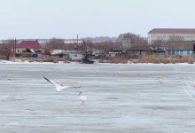 Из Африки в Казахстан: краснокнижные птицы прилетели на озеро Пожарное