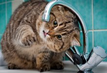 Питьевую воду временно отключали в Актау