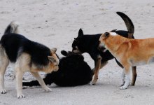 Бродячих кошек и собак больше не будут убивать в Мангистау