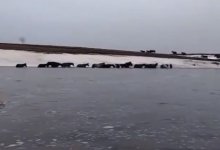 Кадрами спасения лошадей поделились актюбинские спасатели