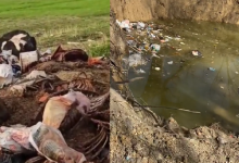 В селе Алматинской области нашли останки мертвых животных