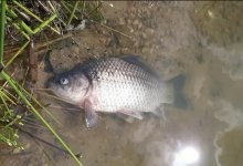 Карась и сазан гибнут в Шардаринском водохранилище