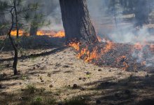 Устанавливается причина пожара в лесном резервате "Ертіс орманы"