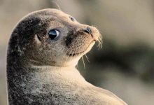 Краснокнижного каспийского тюленя спасли в Актау