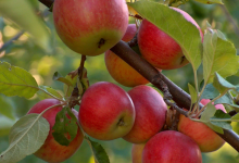 Ущерб от вырубленной 21 яблони оценили в полтора миллиона