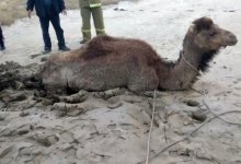 Верблюда вызволили из песчаного плена в Мангистау