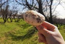 Грибной сезон в самом разгаре на юге Казахстана