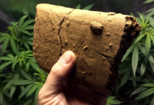 Два канала поставки наркотиков пресекли в ВКО