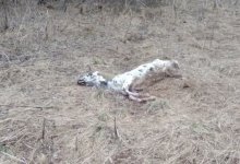 Туши домашнего скота в степи напугали актюбинцев