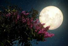 Не пить алкоголь и загадывать желание: какие советы дают астрологи для апрельского полнолуния