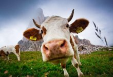 До семи лет тюрьмы грозит парню, укравшему трех коров в Жамбылской области