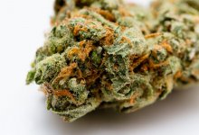 Жамбылца могут посадить на семь лет за 5,5 килограмма марихуаны