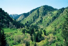 В Алматинской области могут запретить посещать леса