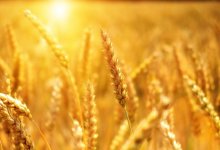 Казахстан ограничил экспорт зерна и муки до 15 июня