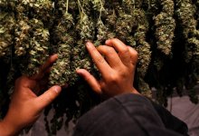 Мужчину с 200 килограммами марихуаны задержали в Жамбылской области