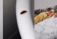 Родители бьют тревогу: детская больница в Шымкенте кишит тараканами (ВИДЕО)