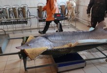 Белугу весом под 200 килограммов выловили в Атырау