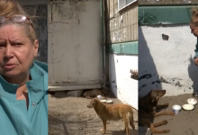 Пожилую женщину оштрафовали за кормление бродячих животных в Караганде