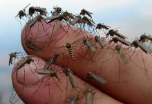 Из-за обильных паводков Уральску грозят полчища комаров